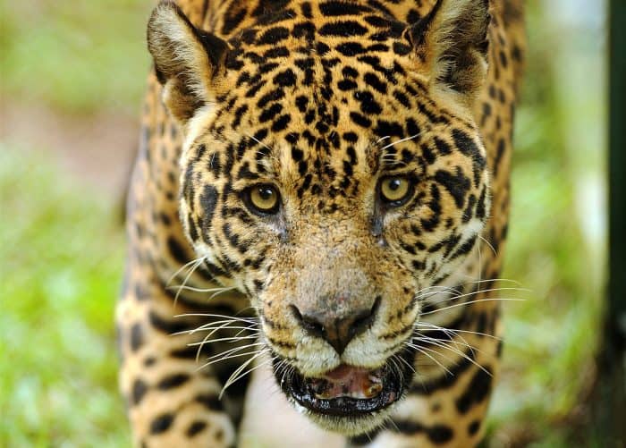 Nicaragua canal threatens jaguars, other endangered species, study