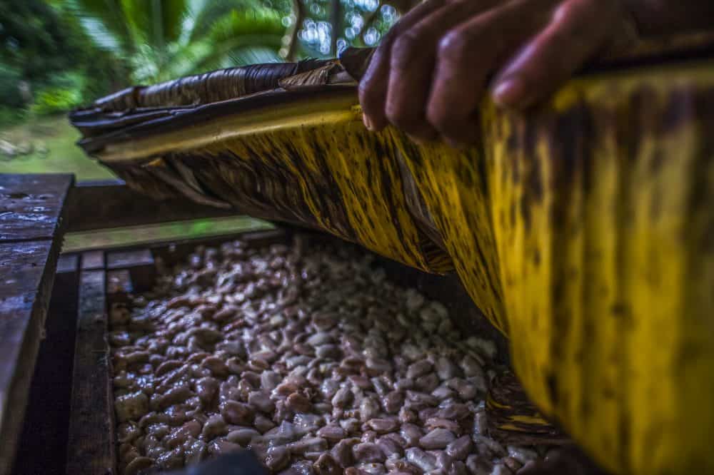 Costa Rica’s chocolate comeback, The journey of cocoa, from bean to bar