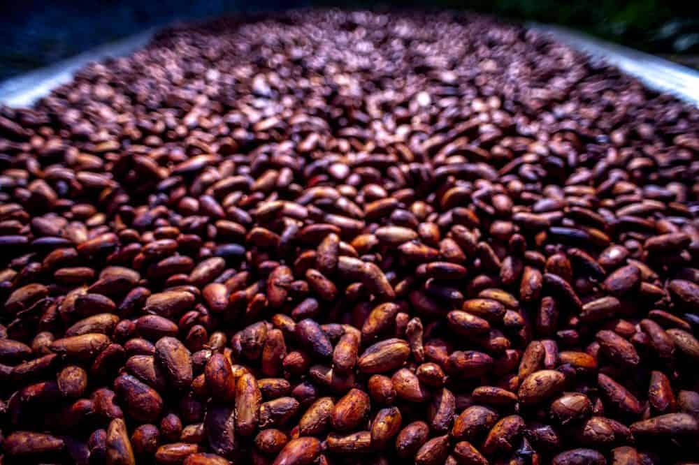 The journey of cacao, from bean to bar, in photos The Tico Times