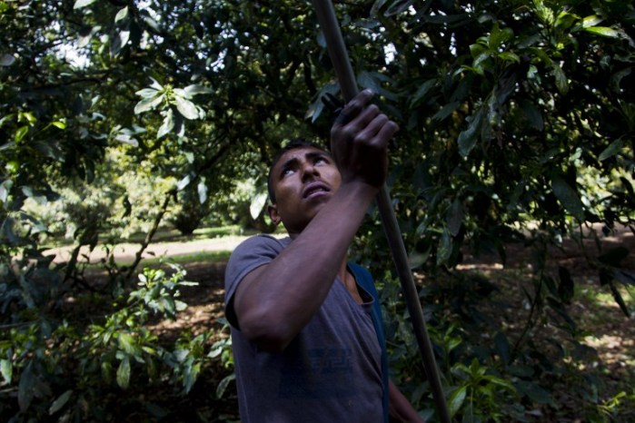 A man works at an avocado orchard owned by the Ceballos family in the community of Tancitaro, Michoacán, Mexico, on Jan. 16, 2014. The land is one of the several properties recovered by the Mexican vigilante militias battling drug traffickers in the restive state of Michoacán.