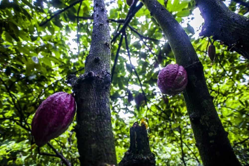 The journey of cacao, from bean to bar, in photos The Tico Times