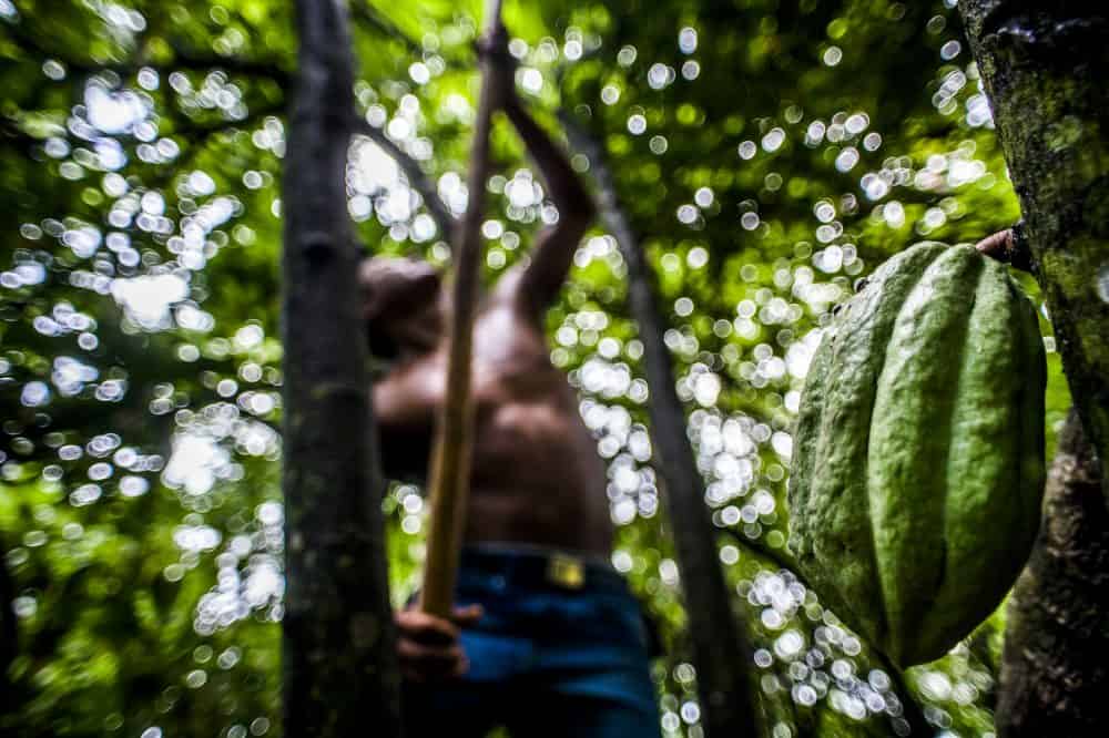 The journey of cacao, from bean to bar, in photos The Tico Times