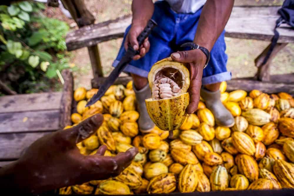 The journey of cacao, from bean to bar, in photos The Tico Times