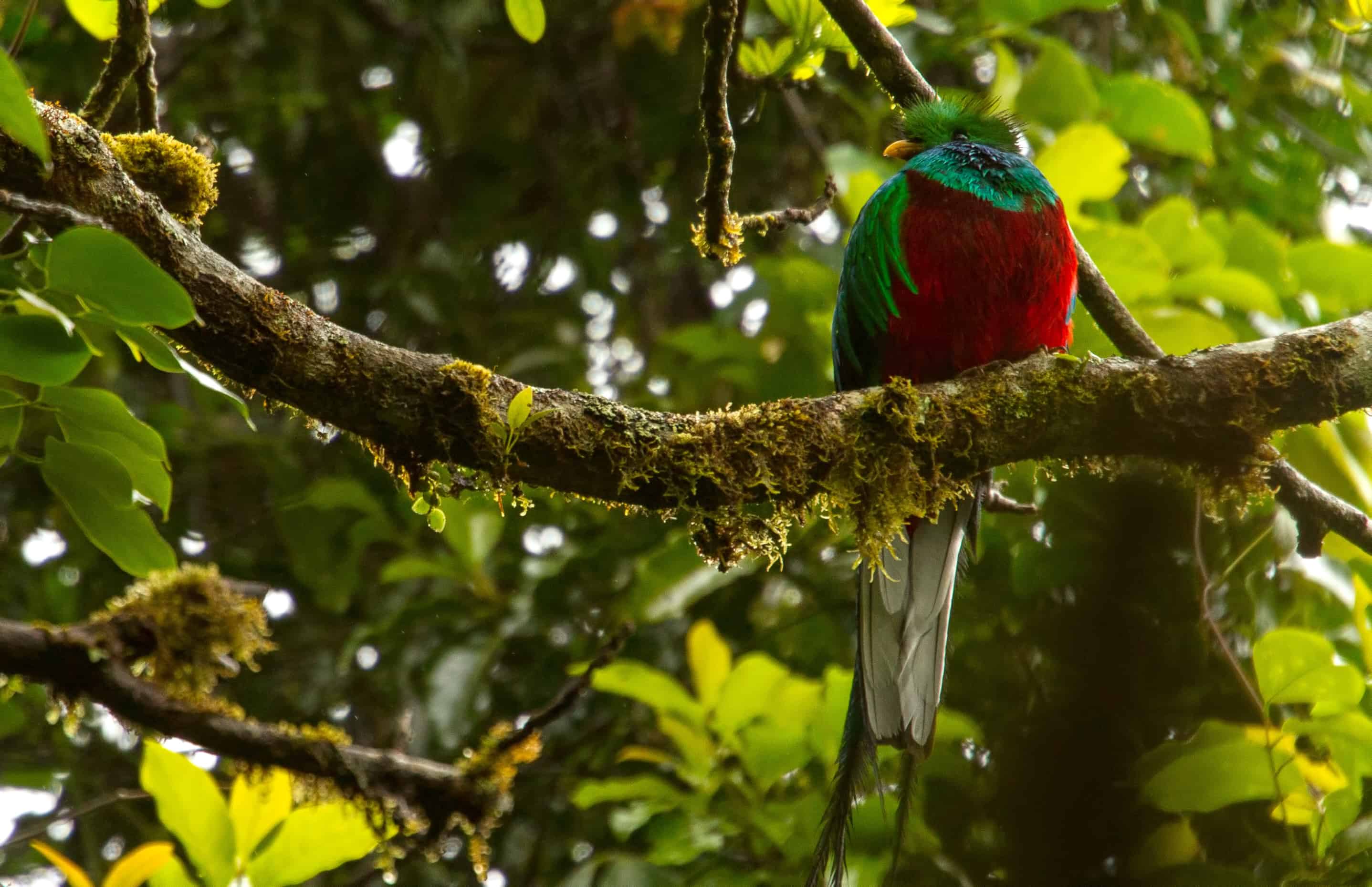 Where the quetzal lives The Tico Times Costa Rica News Travel