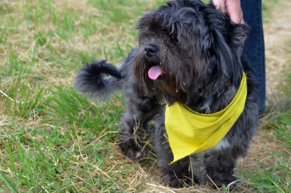 Photos of Costa Rican dogs showing off their politics The Tico Times