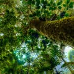 Solís to suspend Costa Rica's carbon neutrality goal