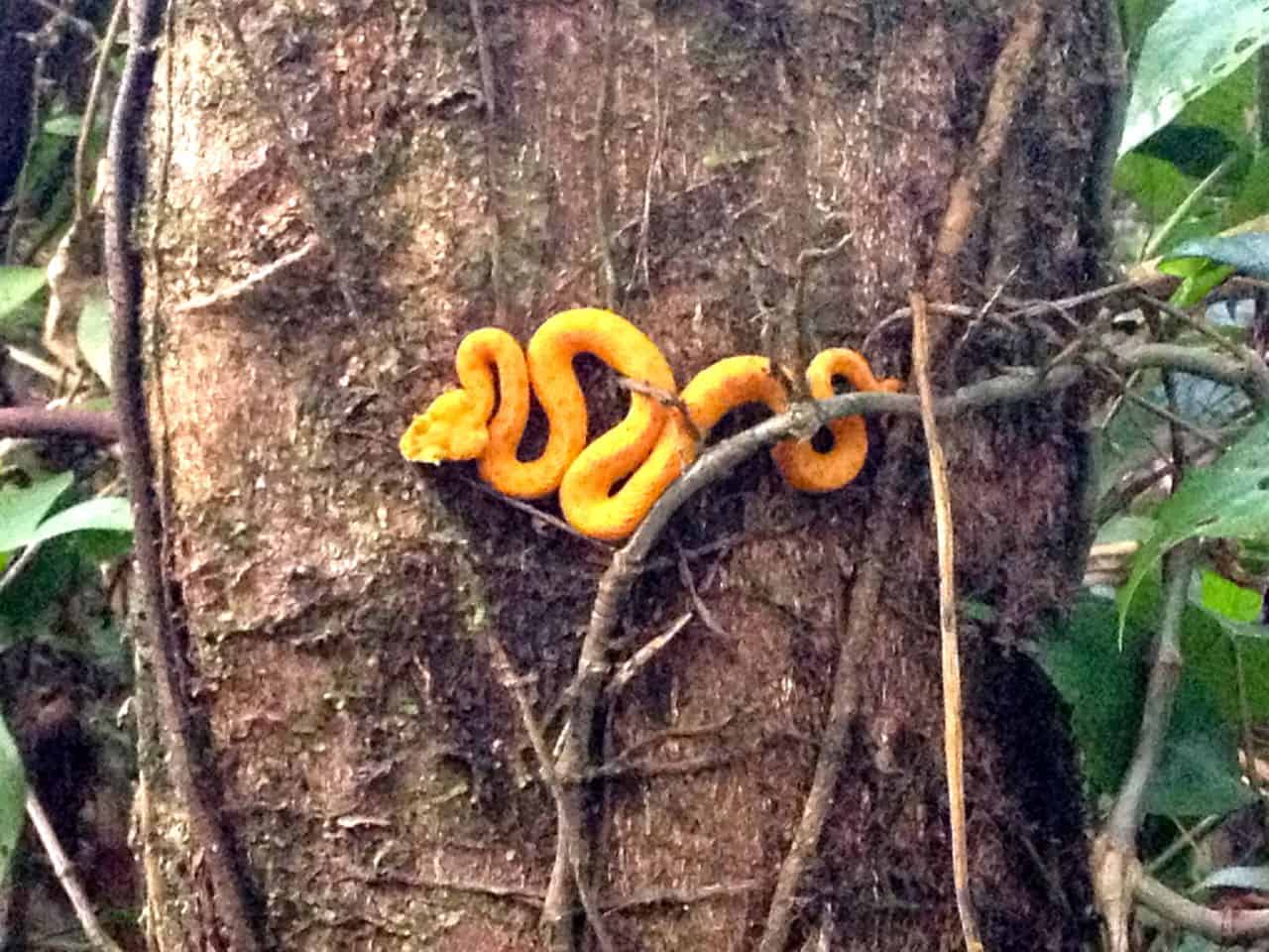 deadly beauty a pit viper clings to a tree harmless from a distance the snake can deliver a deadly bite robert isenbergthe tico times - Garden Snake Bite deadly beauty a pit viper clings to a tree harmless from a distance the snake can deliver a deadly bite robert isenbergthe tico times - Garden Snake Bite