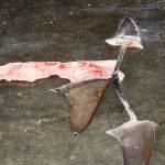 Could a shark-finning trial restore loophole in Costa Rica law?