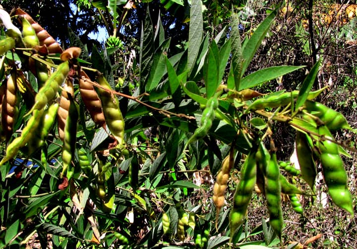 Learn to grow and cook the lowmaintenance pigeon pea The Tico Times