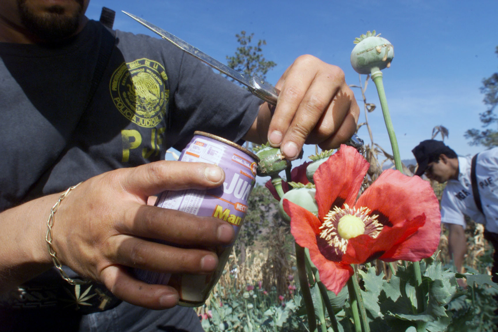 Former pot growers fueling the US heroin invasion -The Tico Times