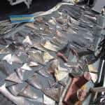 Judge orders Costa Rica gov't to reimburse ship captain for seized shark fins