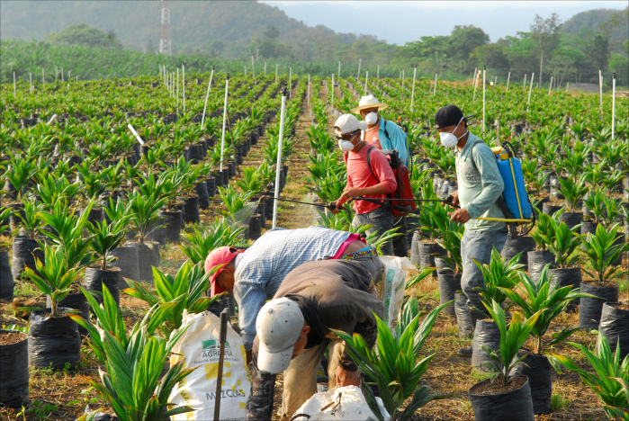 Image result for montes de maria african oil palm