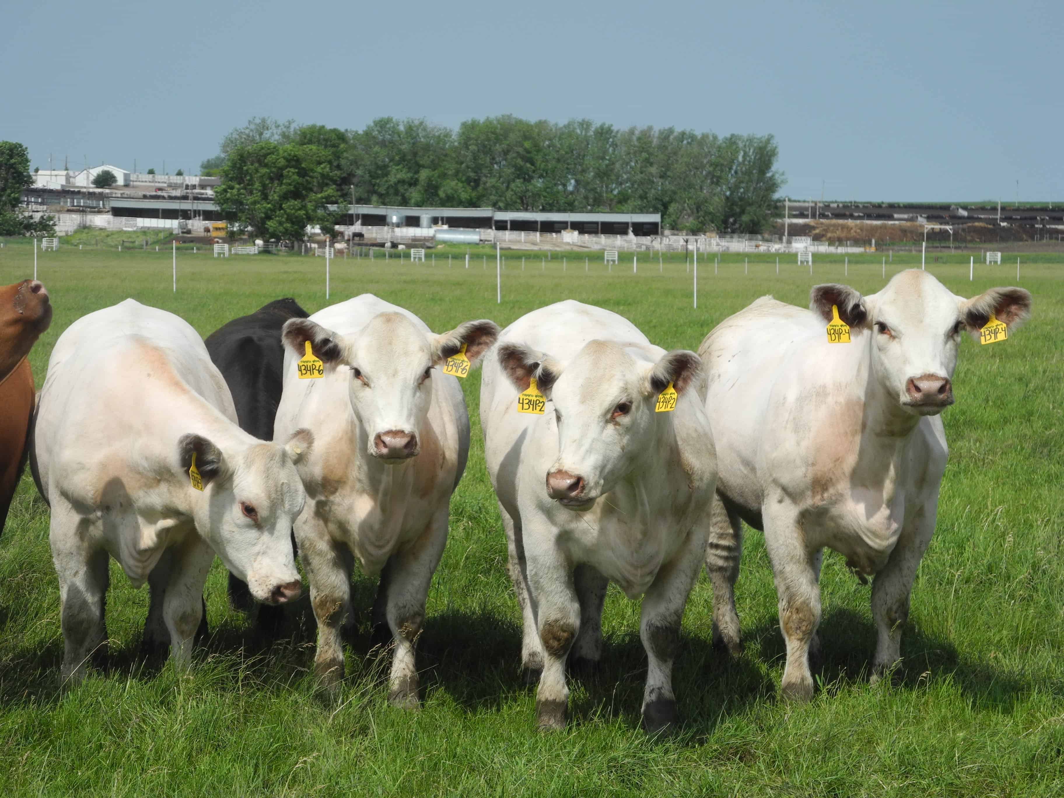 us company in iowa churns out 100 cloned cows a year the tico