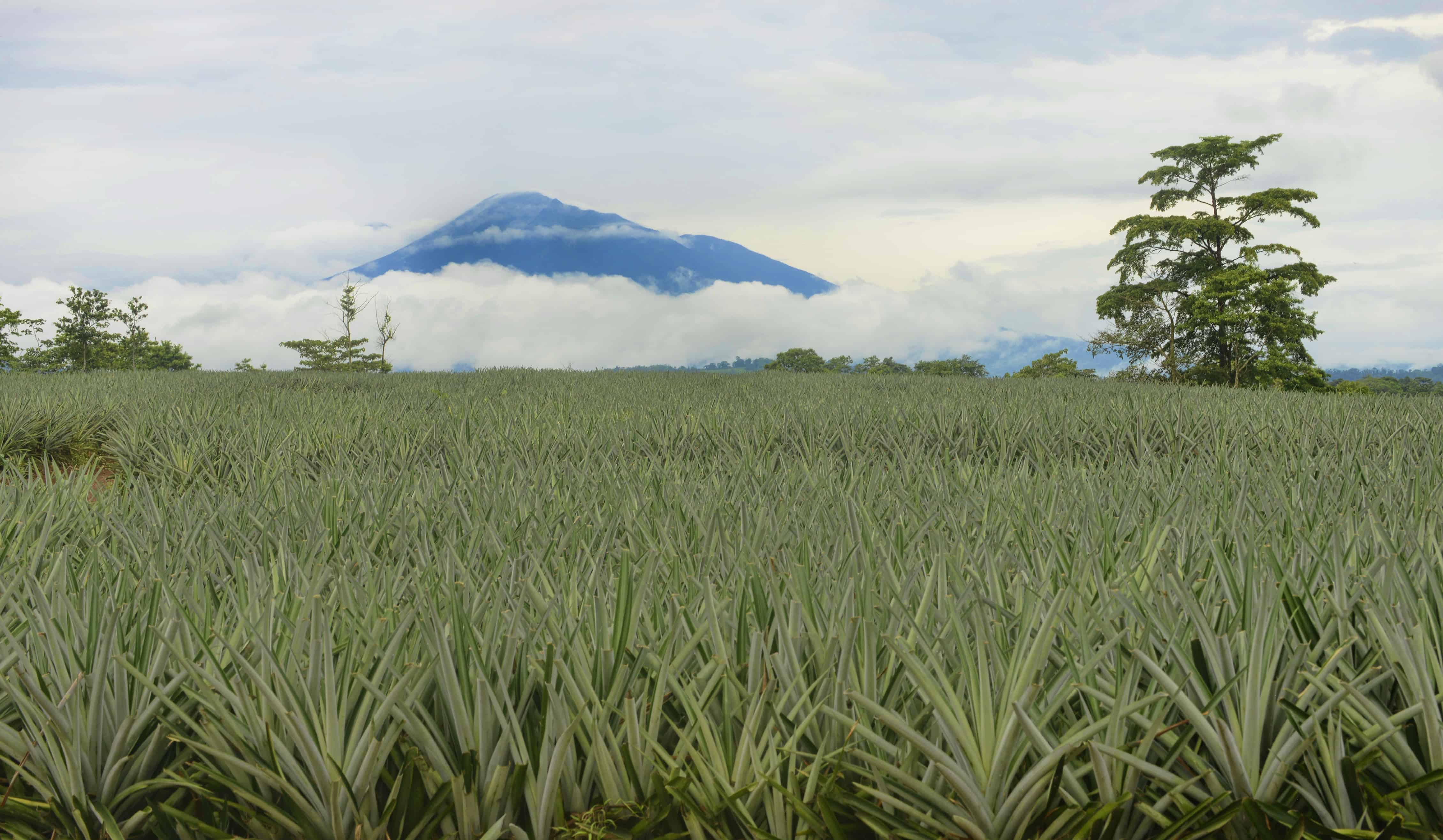Costa Rica will go allin on pineapple exports. But is that a good