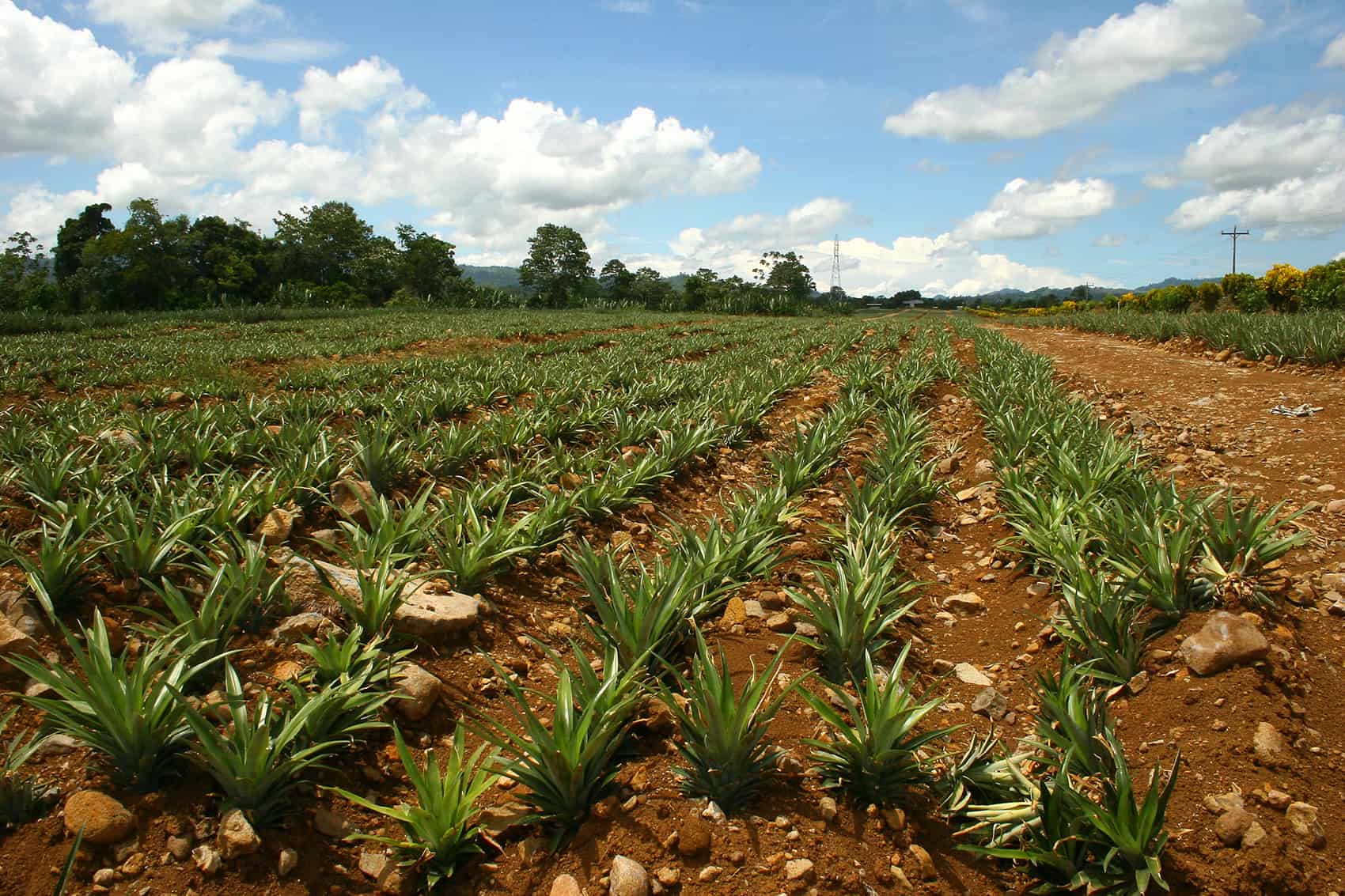 pineapple production