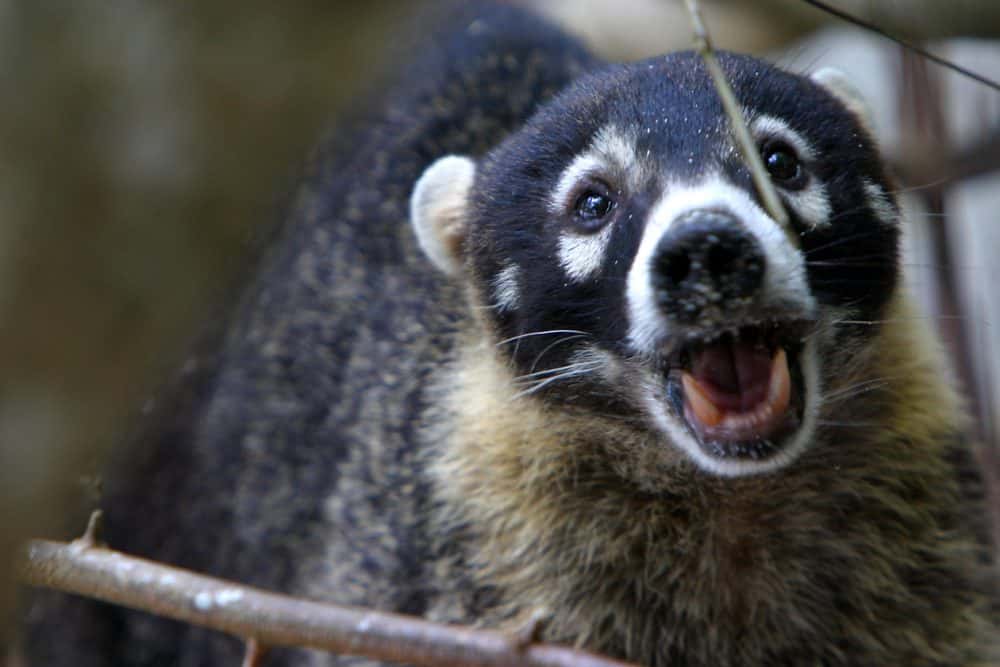 Costa Rican cities overrun with adorable coatis