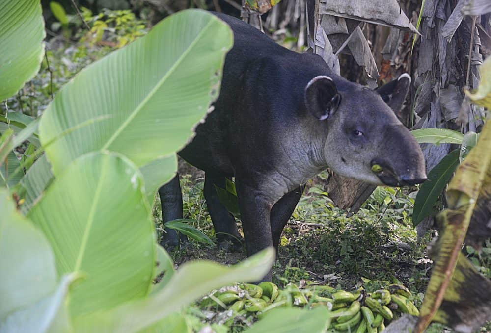 Wild myths Costa Rican animal legends