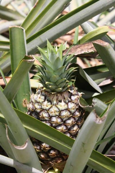 A growing pineapple.