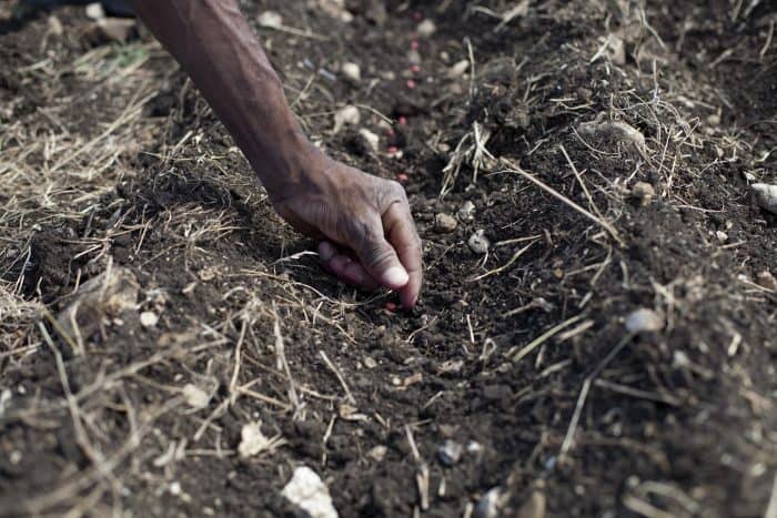 A farmer plants seeds in the Nursery of Acceso, Haiti, near Mirebalais.