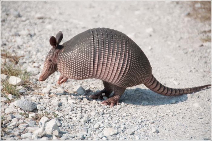 Image result for naked tailed armadillo