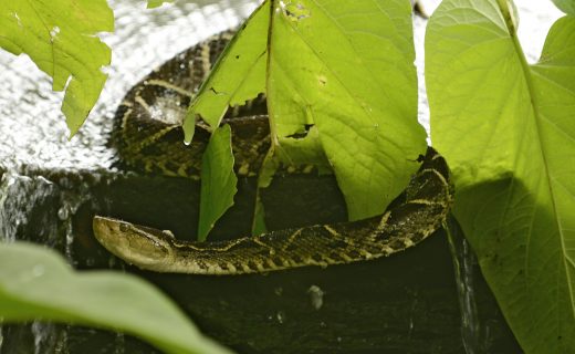 Costa Rica’s hidden enemy: the terciopelo