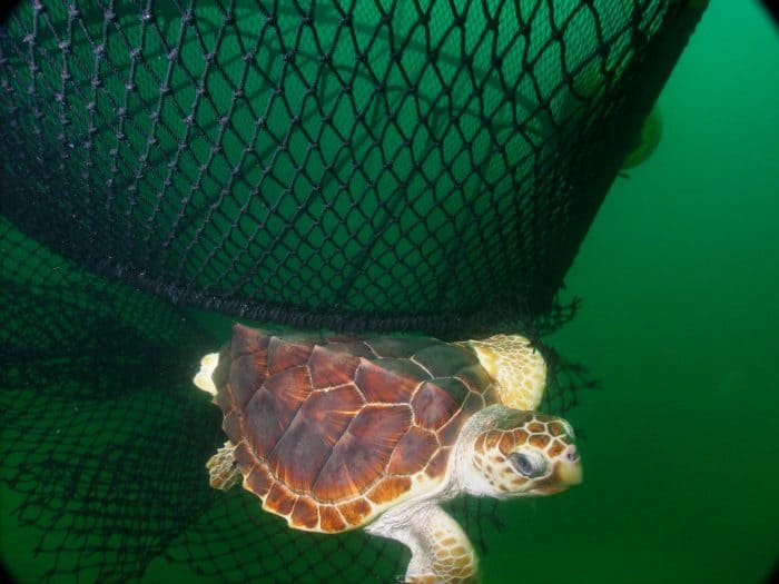 A loggerhead turtle (Caretta carreta) escapes a net equipped with a turtle excluder device (TED).