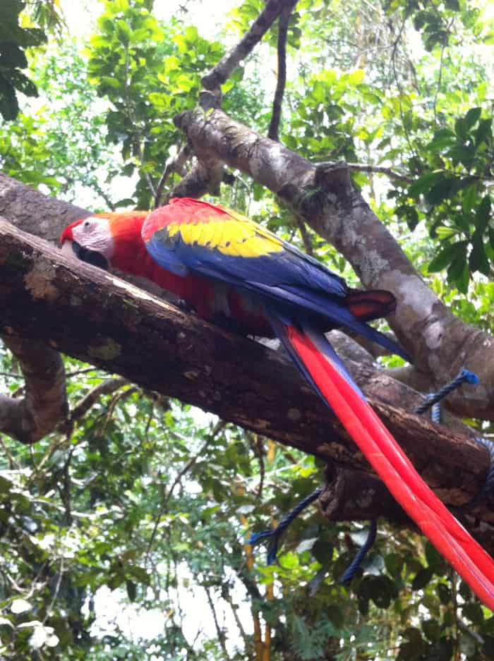 Scarlet macaw.