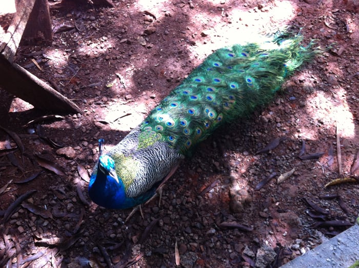 Proud peacock.