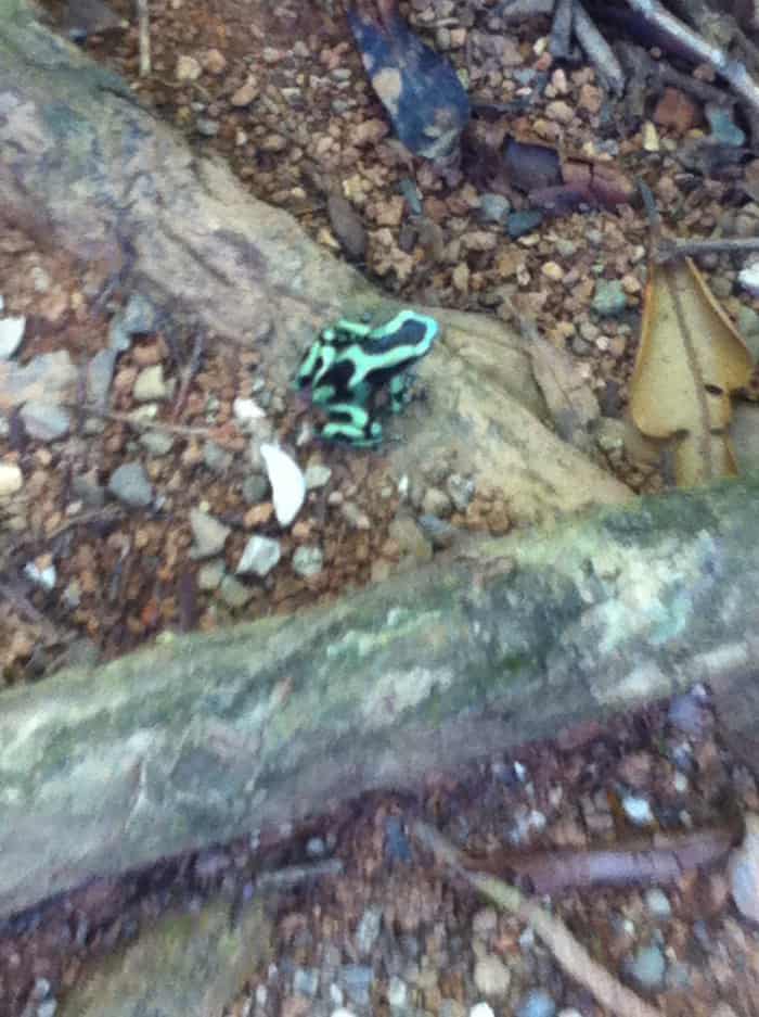 Green and black poison-dart frog.