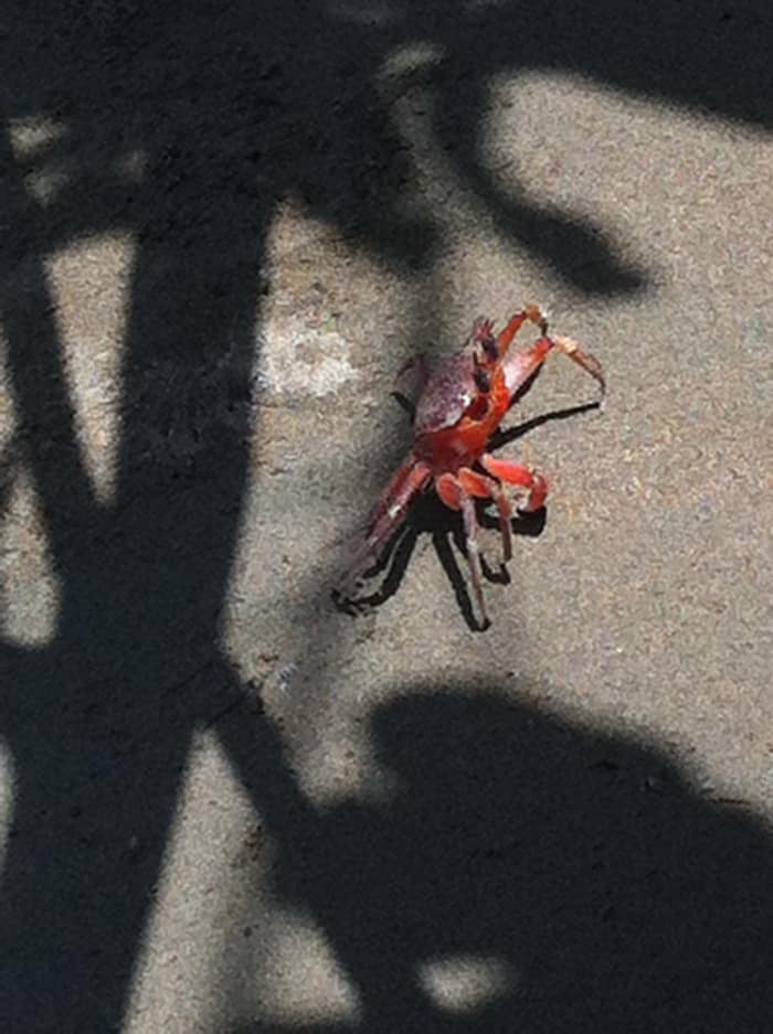 Chasing crabs at Uvita’s Ballena Marine National Park – The Tico Times Costa Rica News Chasing crabs at Uvita’s Ballena Marine National Park – The Tico Times Costa Rica News