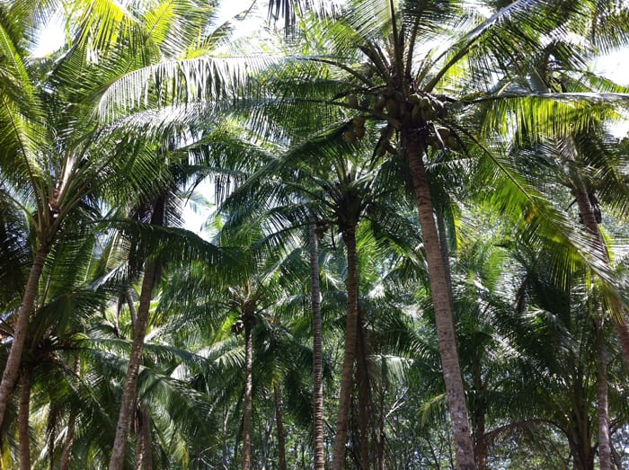 If you like palm trees, you've come to the right place.
