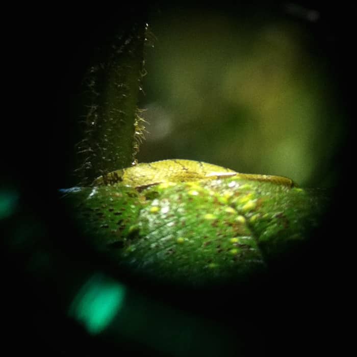 A side-striped palm pit viper.