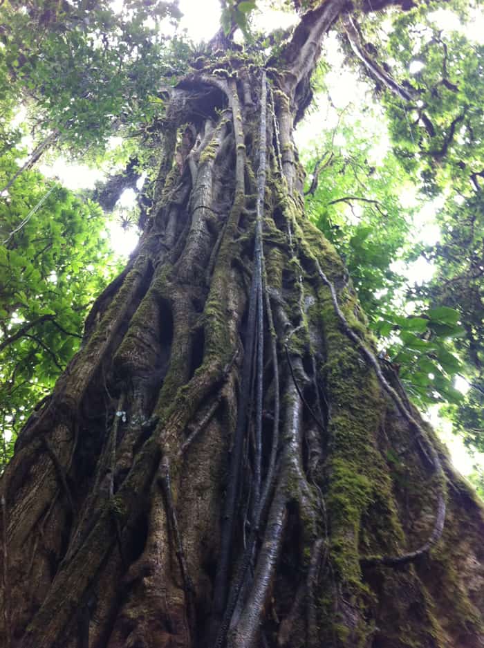 Strangler fig.