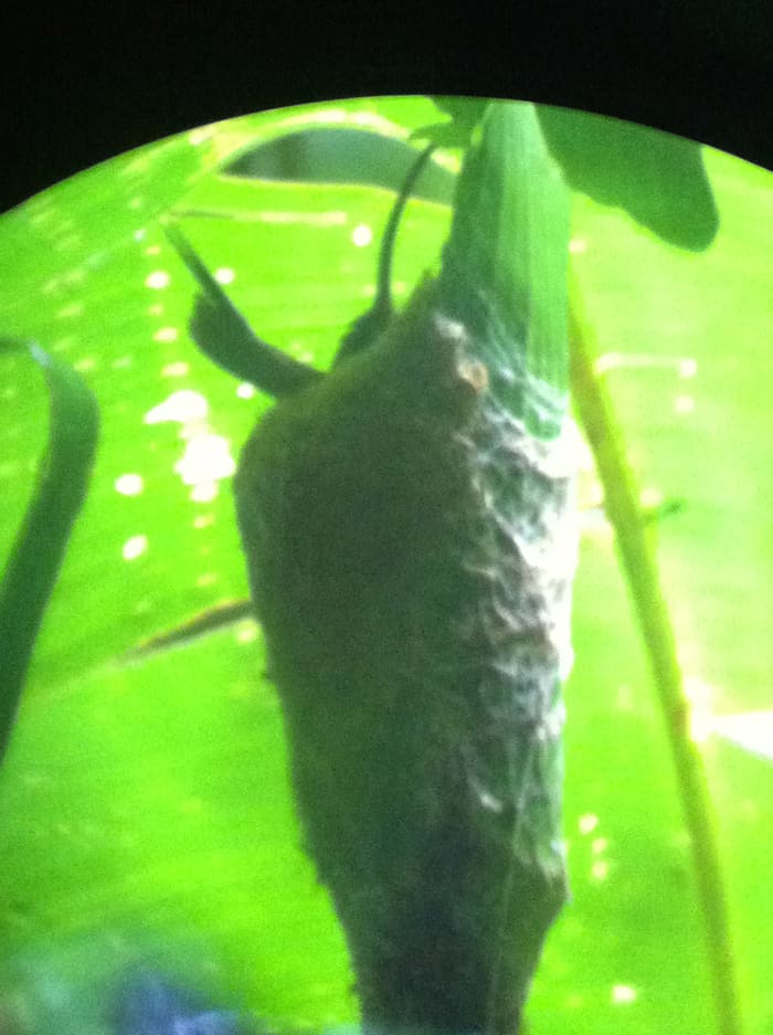 A hummingbird lurking under a leaf.
