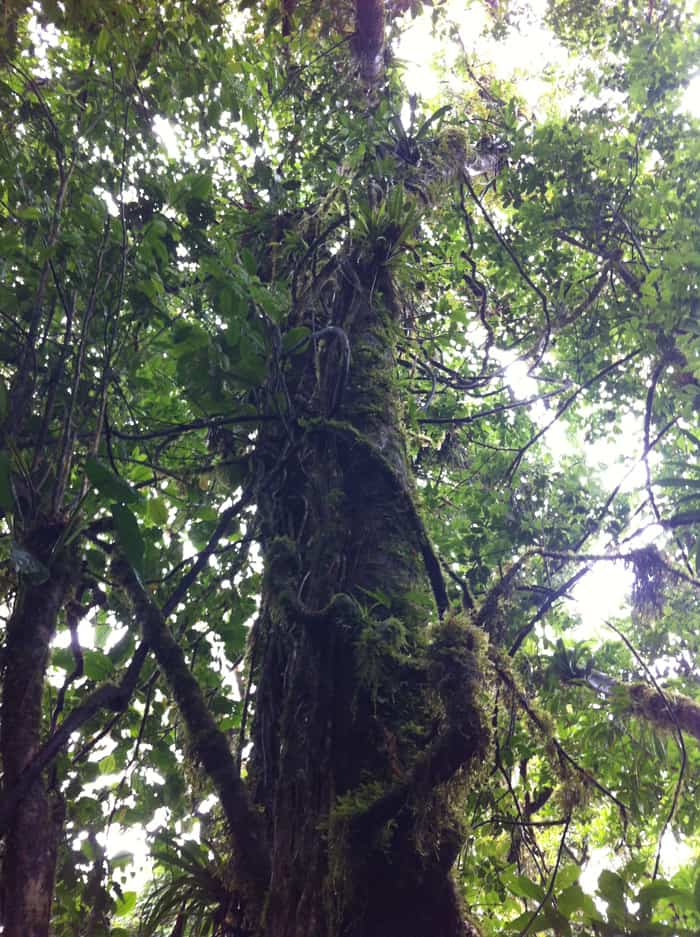 A tree covered with epiphytes.