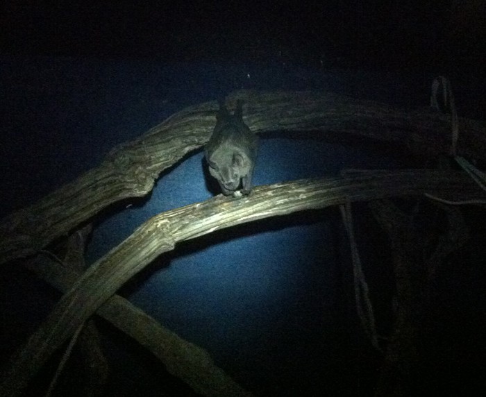 A bat appears to be checking out his visitors.