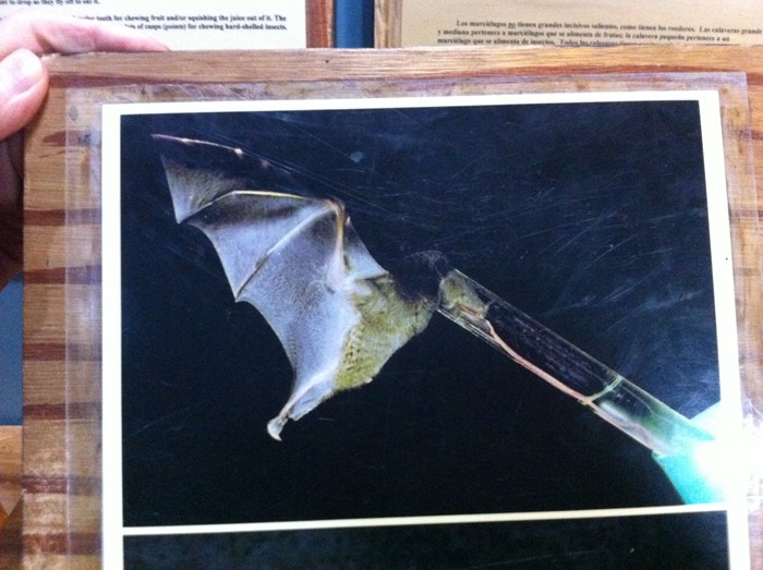 A "hummingbat" with an incredibly long tongue.