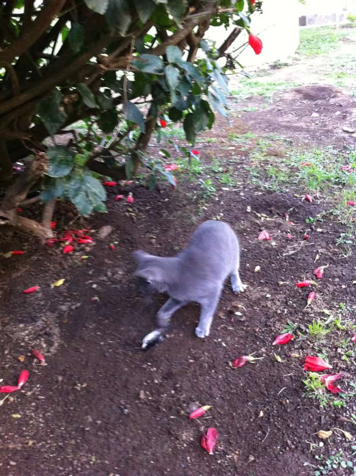 Cat plays with dead bird.