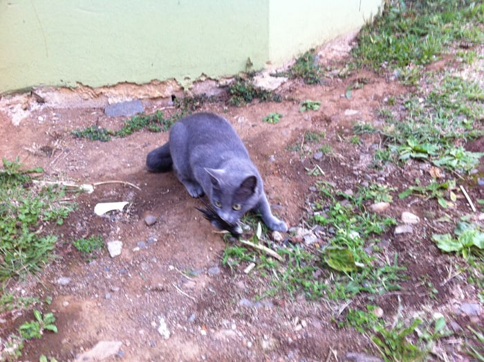 A cat clutches a bird in its mouth.