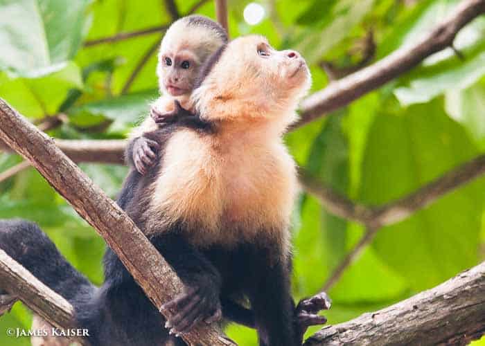 Capuchin monkey baby.
