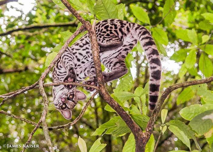 Young margay cat.