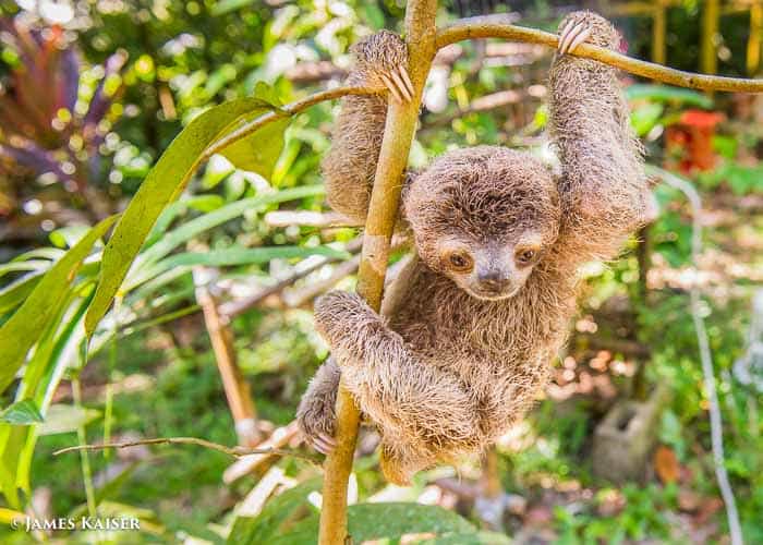 Is there anything cuter than a baby sloth?