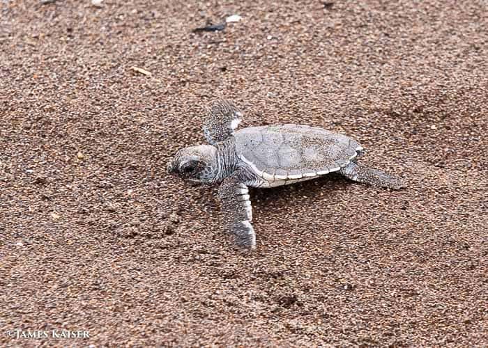 Green sea turtle.