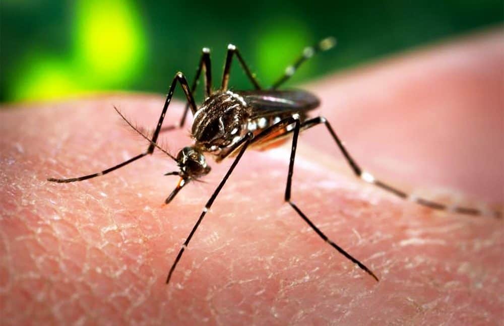 Apa itu Virus Zika Wikipedia - Demam Kuning Nyamuk Aedes