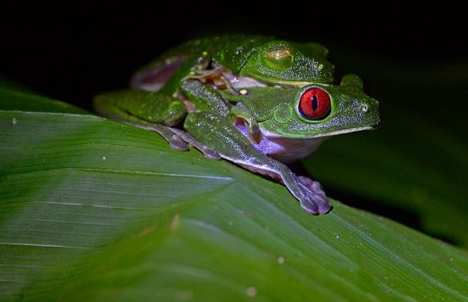 It’s frog orgy season
