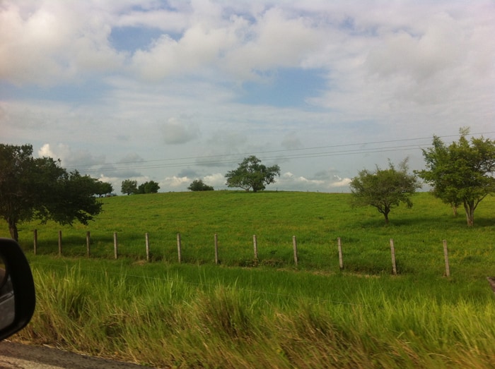 Roadside scenery.