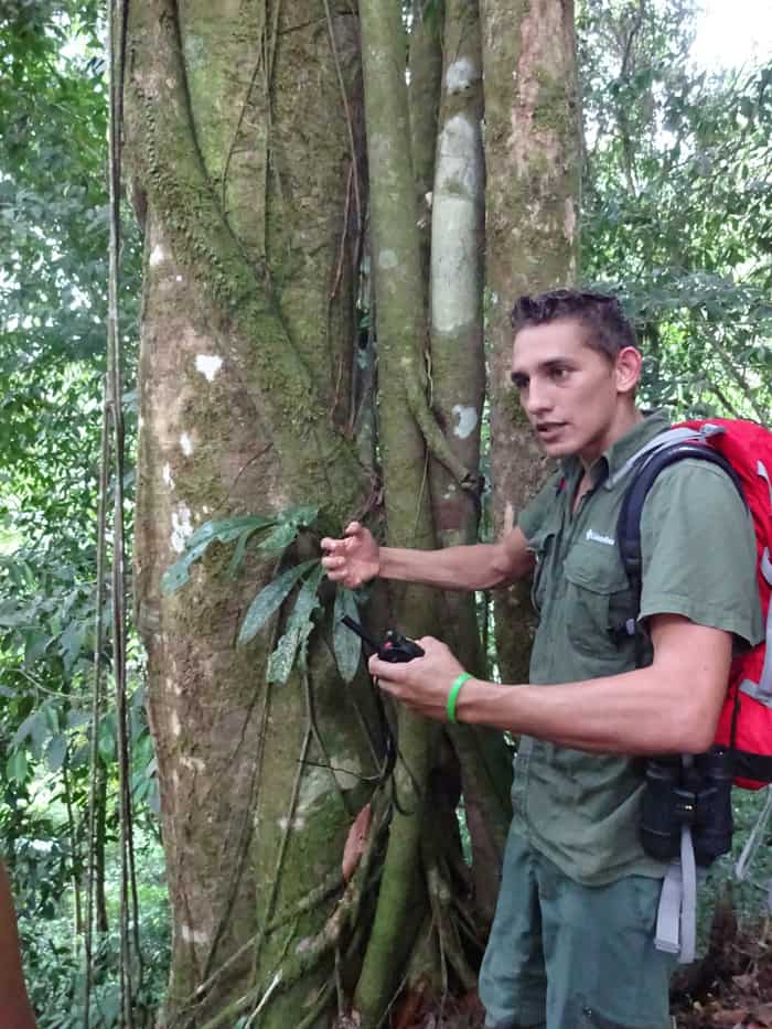 Tomas Ridings explains how strangler figs suffocate and kill trees to become their own trees.