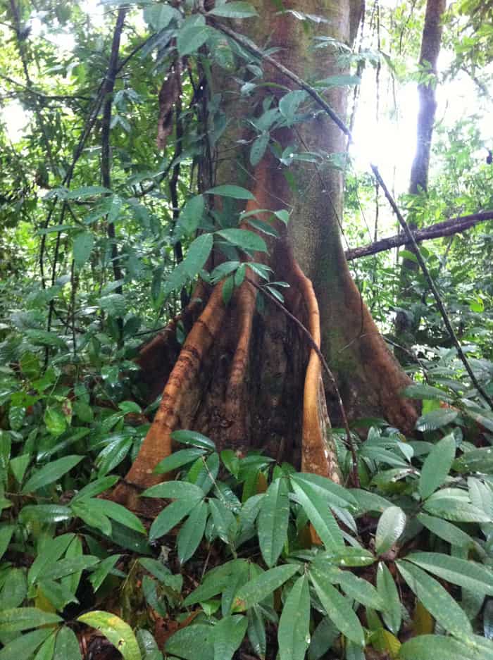 Strange roots.