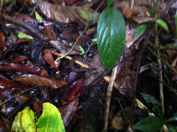 A little brown fer-de-lance stares down an intrusive camera.