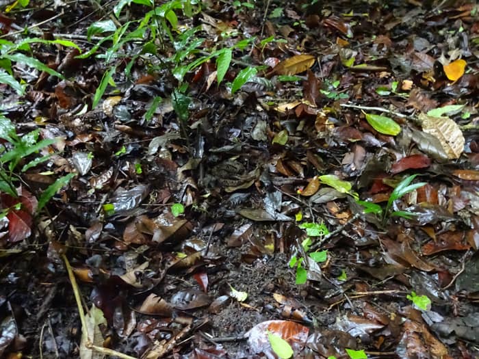 Do you see a snake in this picture?